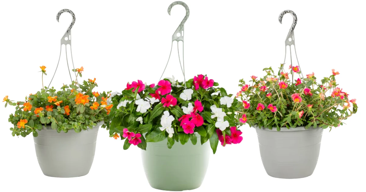 Hanging Baskets at Lowes